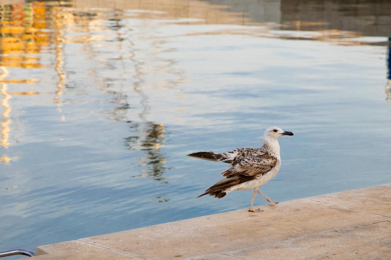 Dina Lägenhet Biograd Na Moru
